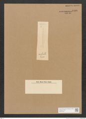 Diatomeae indet. Zeichnungen Sammlung Grunow Nr. 4486 (NHMW-BOT-W0372443)